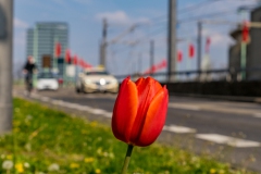 DSC06399_2048px