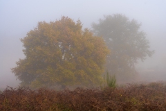 DSC6090_2048px